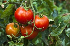 Pomidor zawierają witaminę C