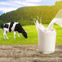 Siarka organiczna występuje w niepasteryzowanym krowim mleku 