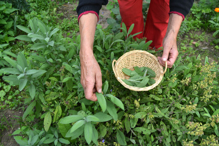 Kobieta zbiera zioła na menopauzę