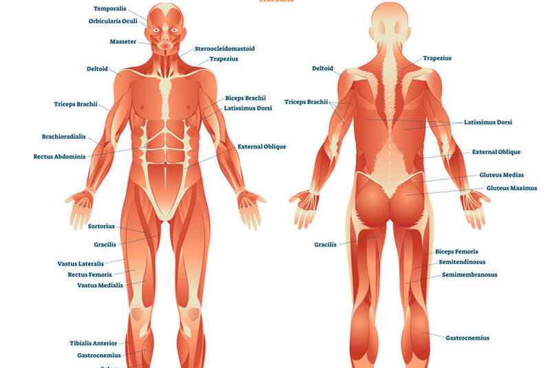 Anatomia układu mięśniowego człowieka