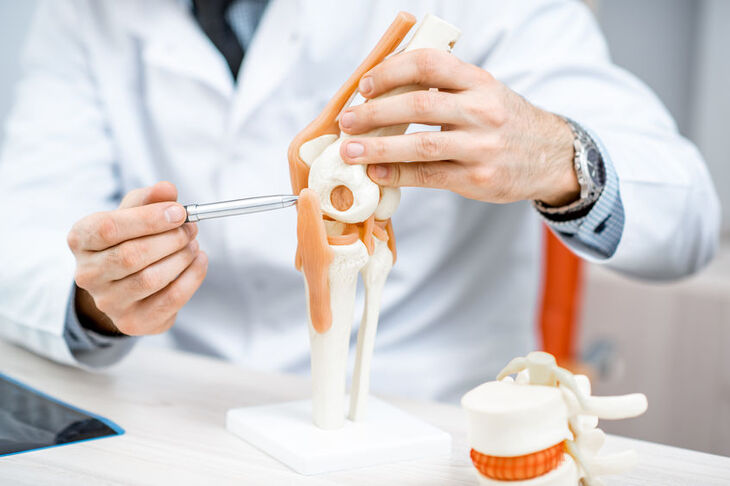 Ortopeda trzyma w dłoniach model kolana 