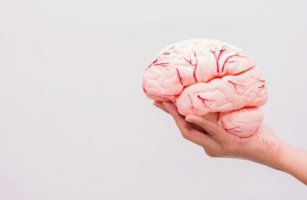 Model mózgu z dłoni