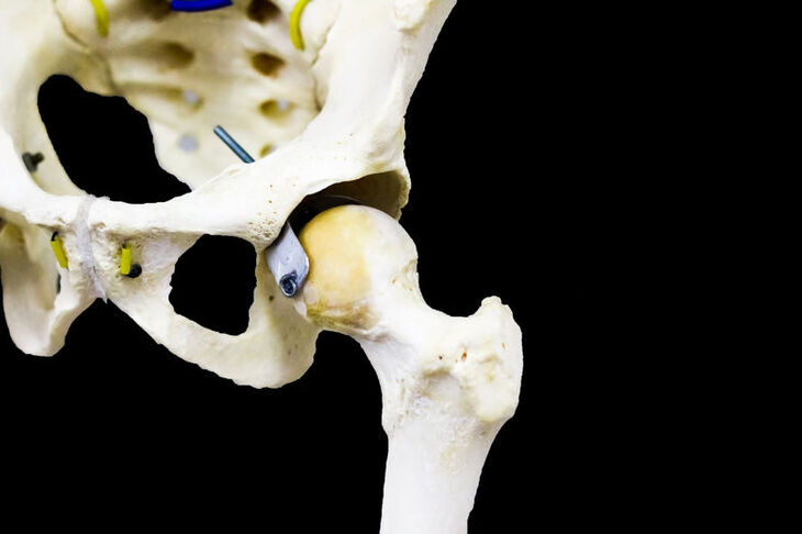 Kość kulszowa szkieletu ludzkiego