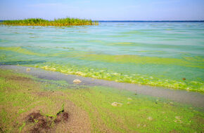 Zielona woda w Morzu Bałtyckim