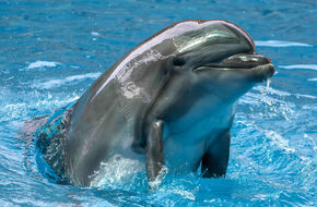 Delfin wynurza się z wody