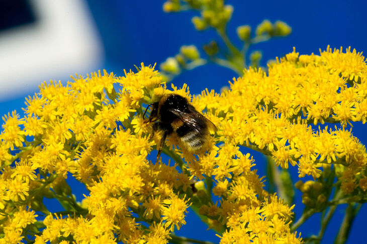 Pszczoła na kwiatach nawłoci