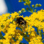 Pszczoła na kwiatach nawłoci