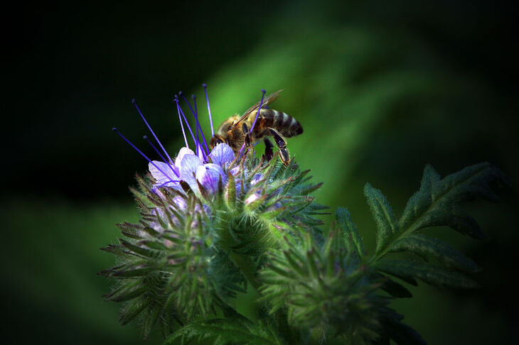 Pszczoła na facelii błękitnej