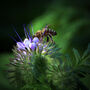 Pszczoła na facelii błękitnej