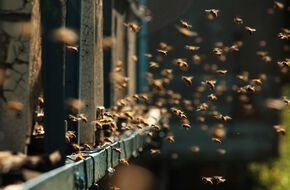 Pszczoły latające przy ulach