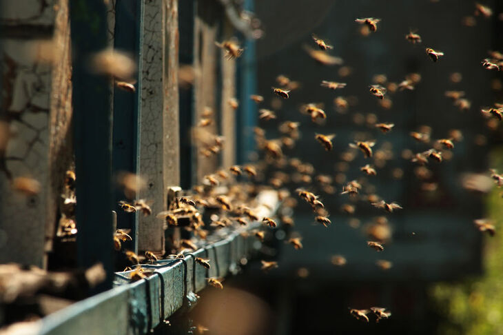 Pszczoły latające przy ulach
