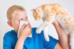 Dziecki mają często alergię na koty i psy