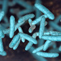 Wygląd bakterii lactobacillus acidophilus