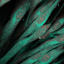 Komórki fibroblasty pod mikroskopem