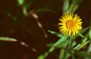 Żółty kwiat arniki