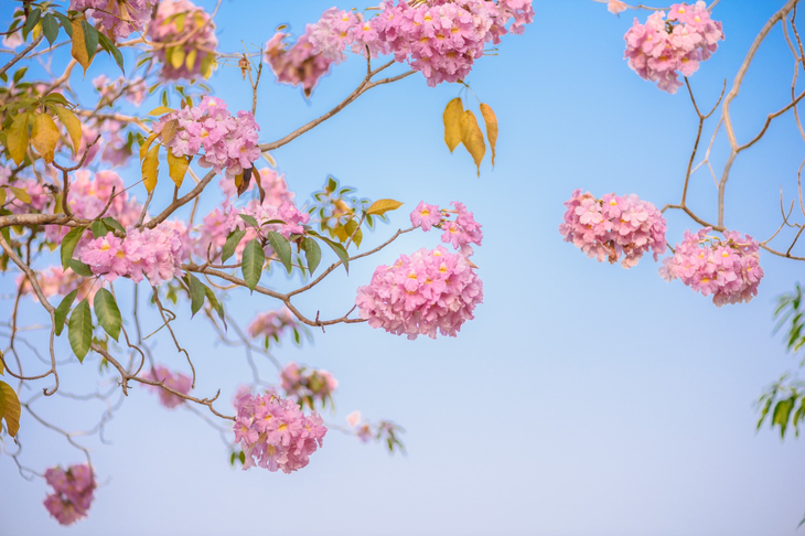 Drzewo z różowymi kwiatami Pau d’arco