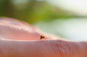 Komar na ręce, czyli ugryzienie owada
