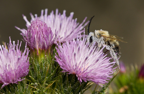 Pszczoła zbiera pyłek z z kwiatów ostrożenia