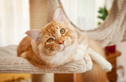 Leżący rudy kot, który po podrapaniu człowieka, może spowodować u niego chorobę kociego pazura