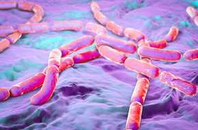 Wizualizacja wyglądu prądków bakterii Bacillus cereus