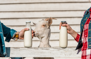 Kobieta i mężczyzna trzymają w szklanych butelkach mleko kozie, między nimi koza