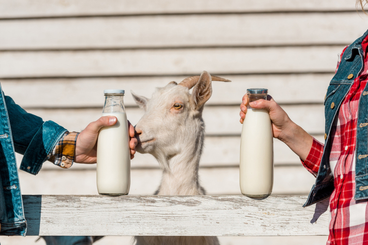 Kobieta i mężczyzna trzymają w szklanych butelkach mleko kozie, między nimi koza