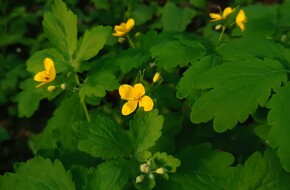 Żółte kwiaty jaskółczego ziela