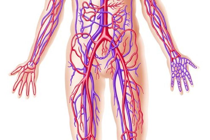 Układ krwionośny człowieka
