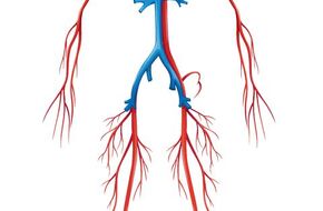 Układ krwionośny człowieka