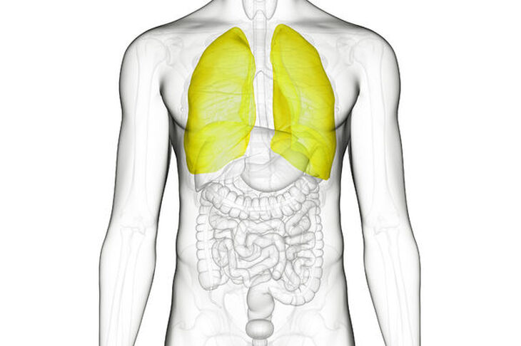 Płuca człowieka