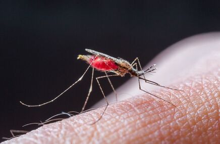 Komar przenoszący malarię
