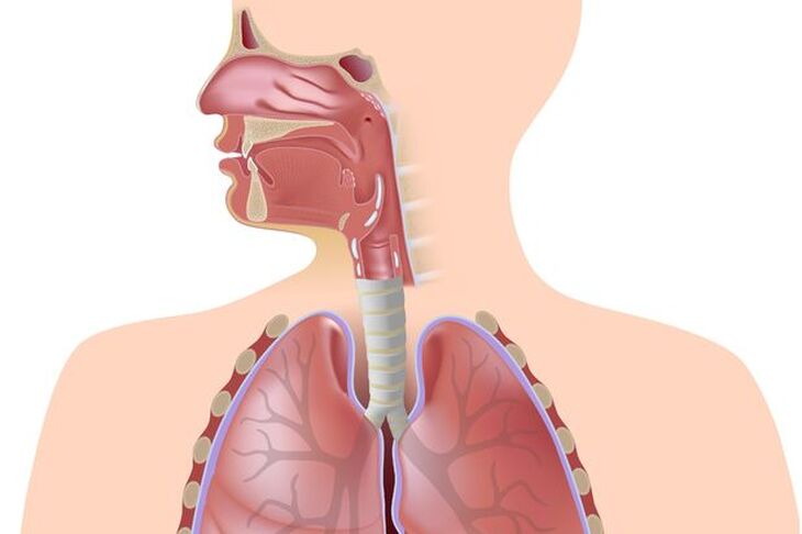 Płuca człowieka