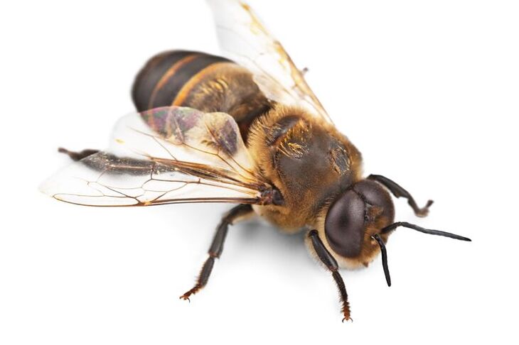 Ukąszenie przez pszczołę
