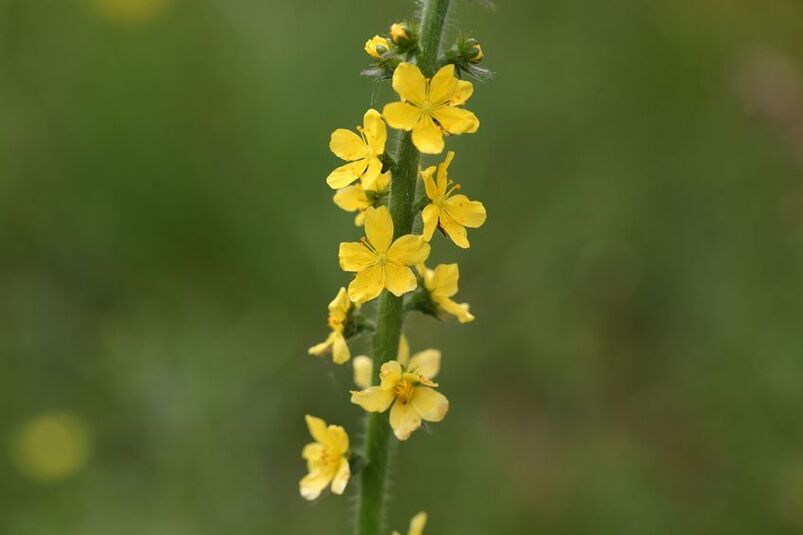 Żółta roślina rzepik pospolity