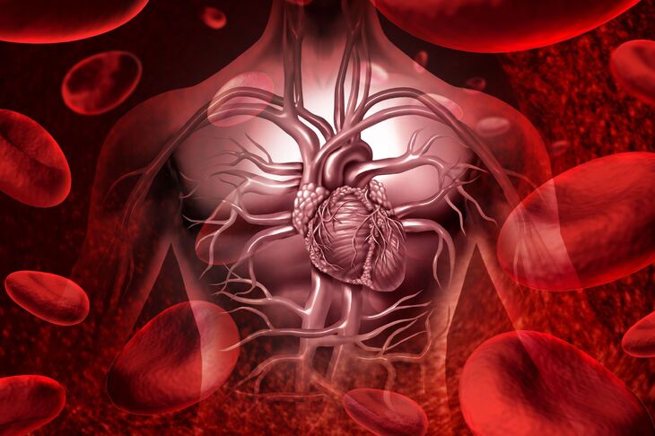 Budowa układu krwionośnego u człowieka