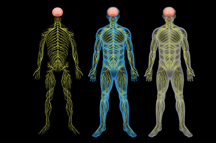Szkielet człowieka z zaznaczonym układem nerwowym