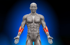 Sylwetka człowieka z zaznaczonymi mięśniami przedramienia