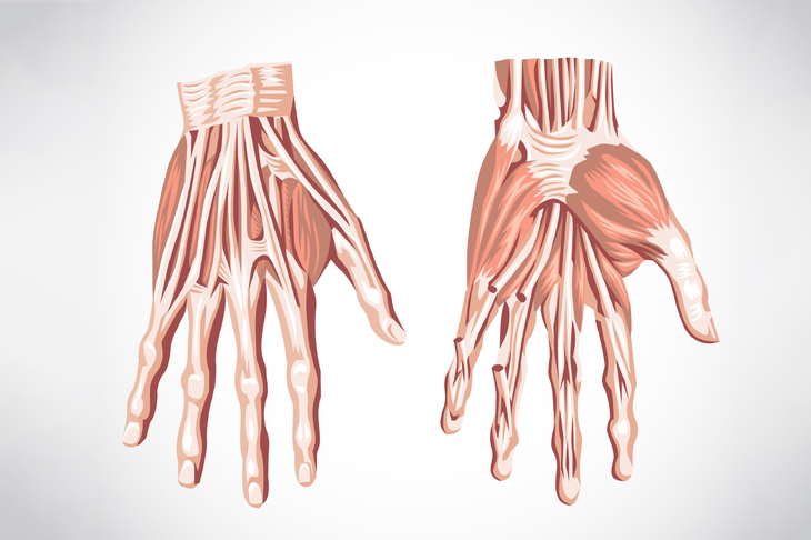 Mięśnie po stronie dłoniowej ręki
