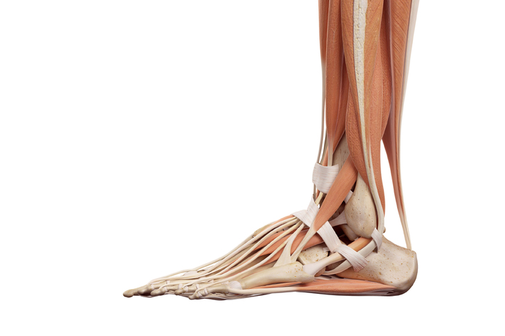 Budowa kości stopy u człowieka