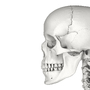 Część zewnętrzna czaszki