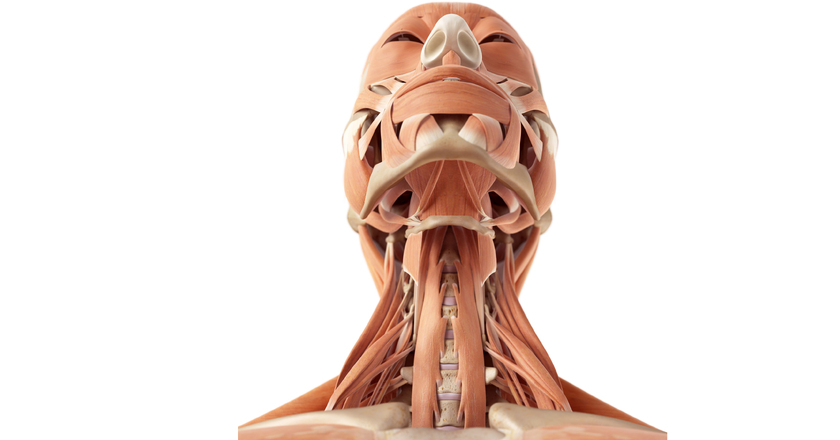 Głowa I Szyja Człowieka Budowa Anatomia Medmepl