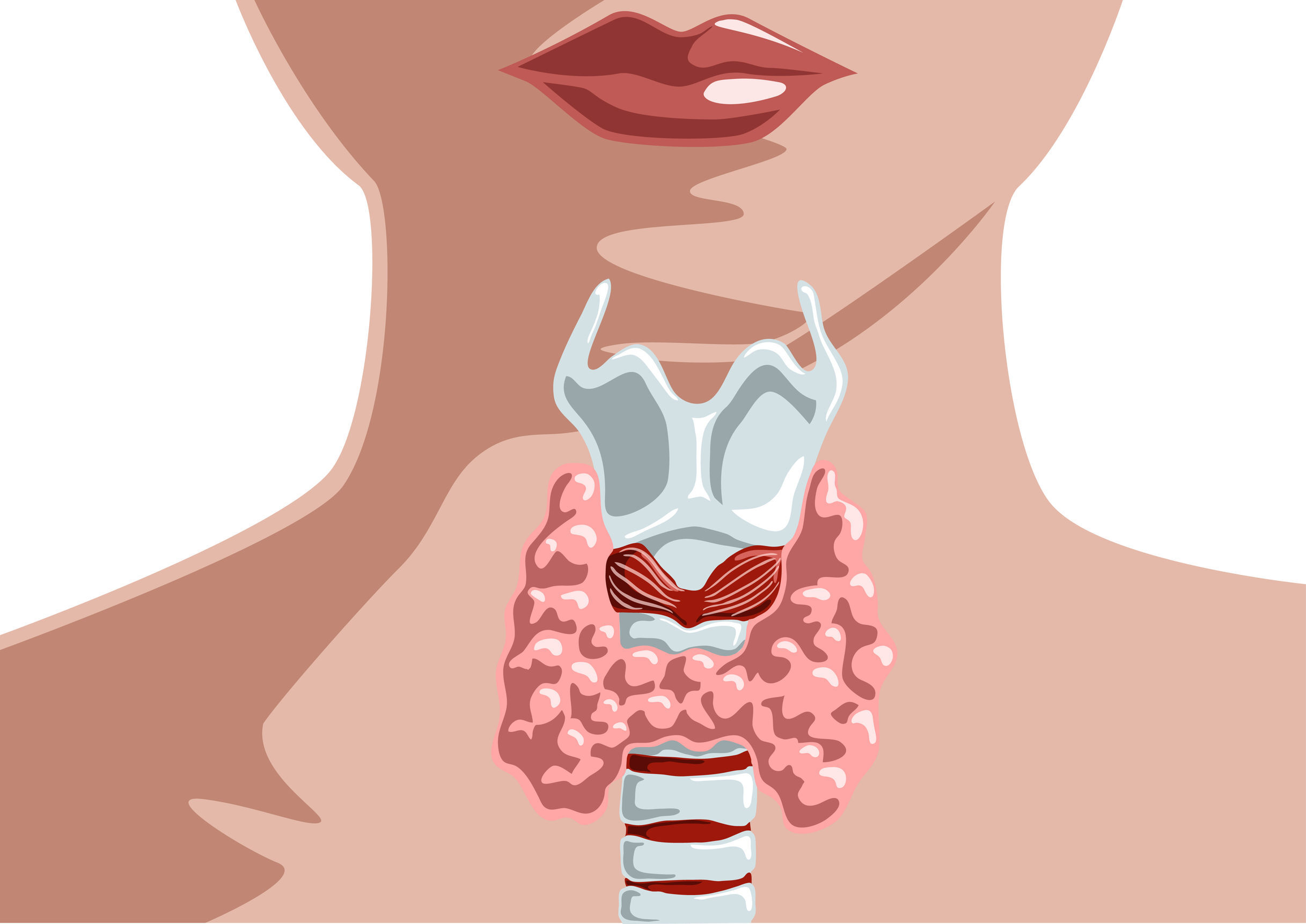 Эндокринология щитовидной железы. Щитовидная железа на белом фоне. Воспалительные заболевания щитовидной железы.