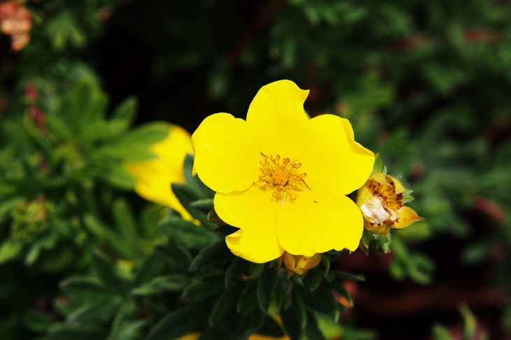 Żółty kwiat pięciornik