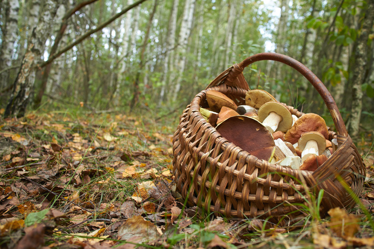 Koszyk pełen grzybów stojący na ściółce w lesie