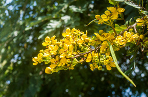 Żółte kwiaty senesu
