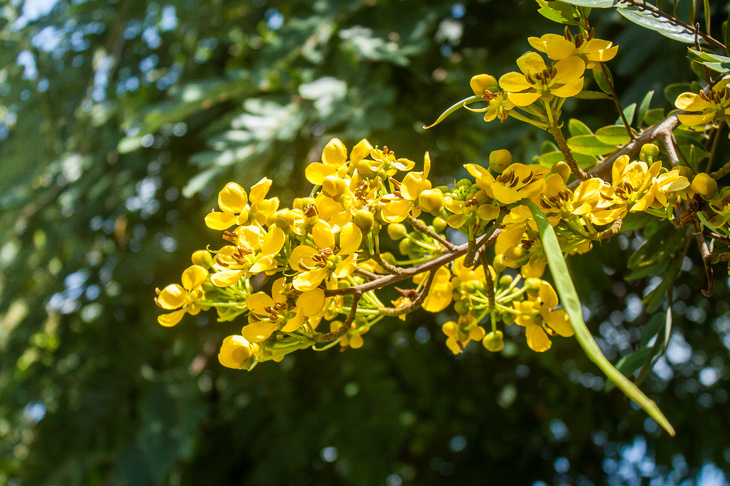 Żółte kwiaty senesu