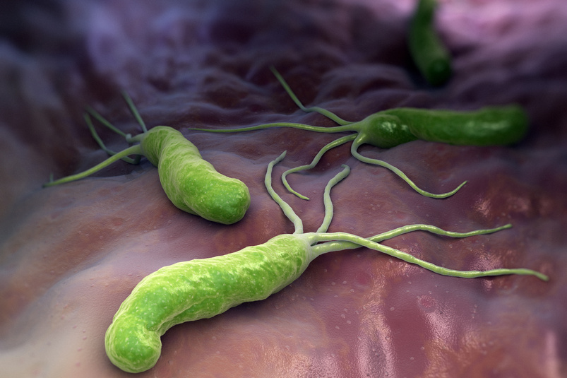 Bakteria Helicobacter pylori