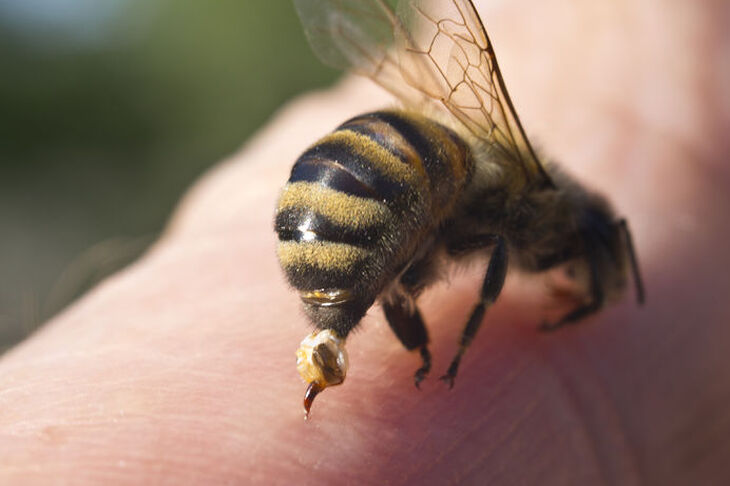 Pszczoła atakująca człowieka