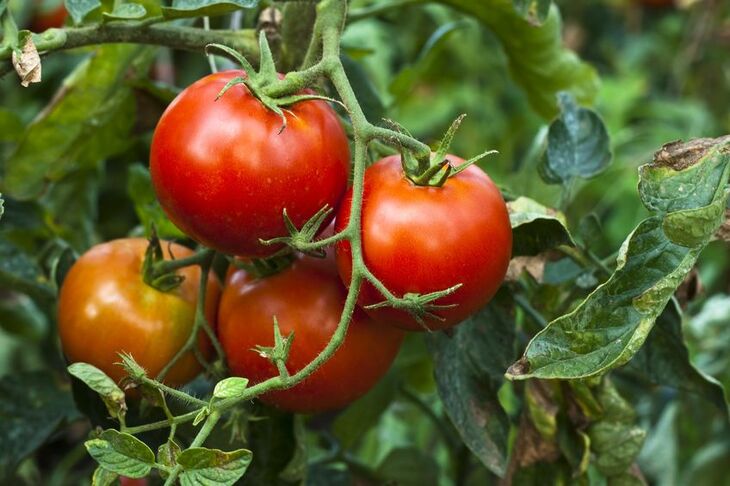 Witaminy w pomidorze